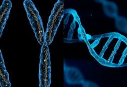 chromosoma ir genai